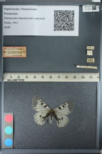 Media type: image;   Entomology 175520